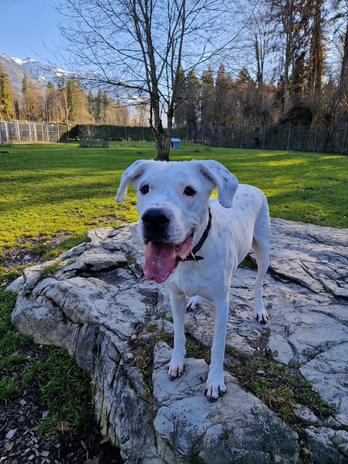 Sansa, female senior mixed breed for adoption at Zürcher Tierschutz, Zürich