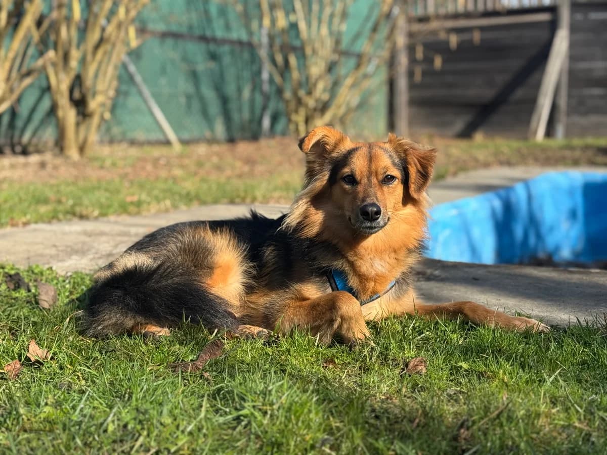 Malta, female young Mixed Breed for adoption at Zürcher Tierschutz, Zürich