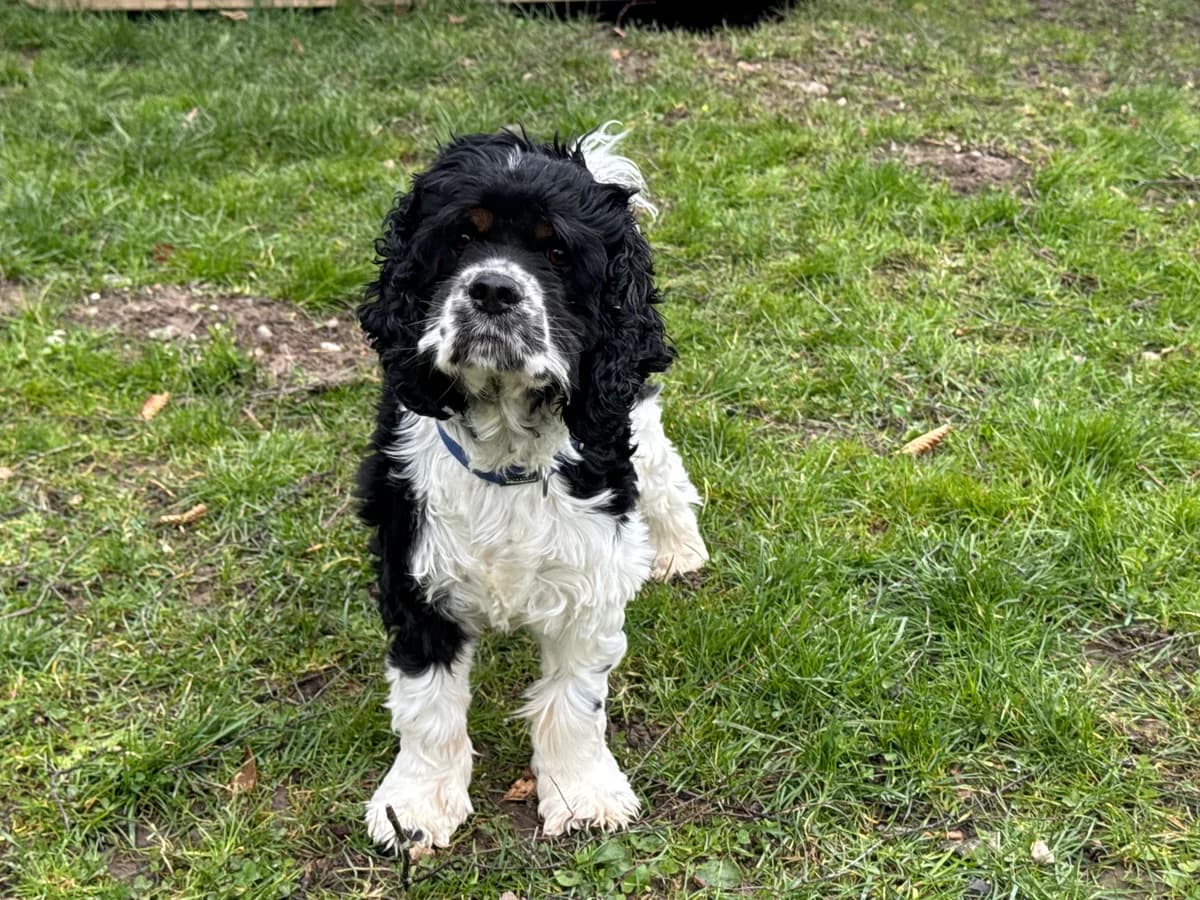 Dr. Fish (im Probewohnen), male 4yo Cocker Spaniel for adoption at Zürcher Tierschutz, Zürich