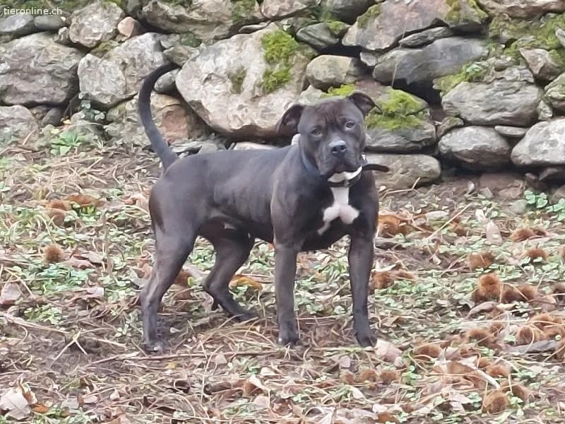 Maya – fröhliche und menschenbezogene Pitbull-Hündin