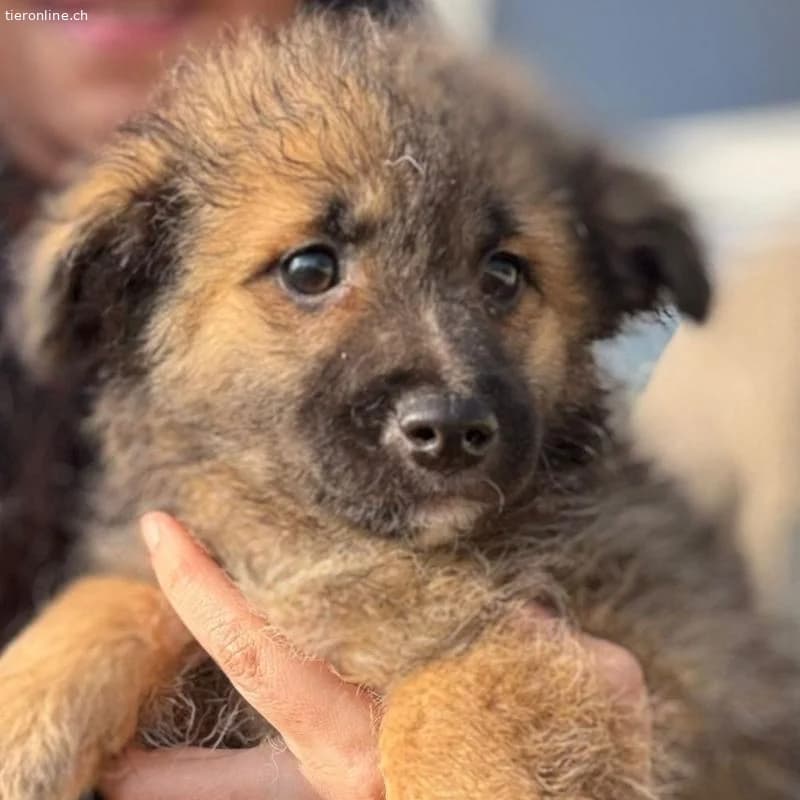 Freddy sucht ein wunderbares Zuhause