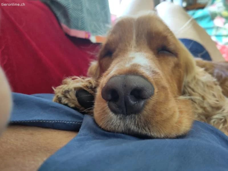 Toby sucht sein Glück