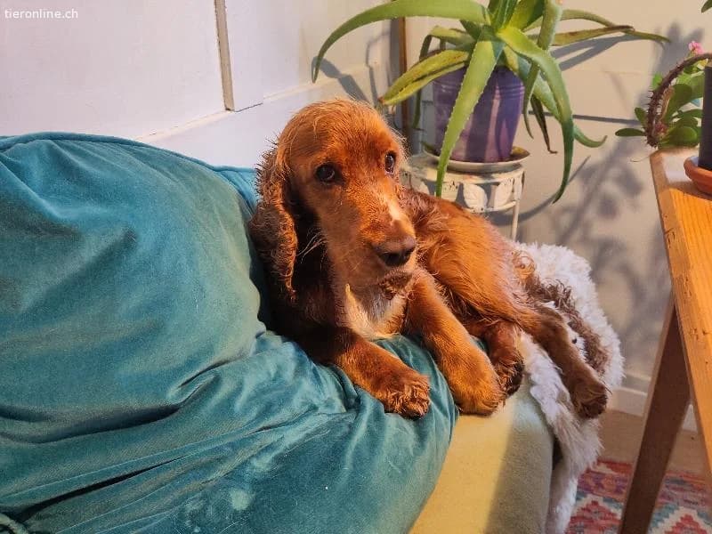 Toby sucht sein Glück photo 2