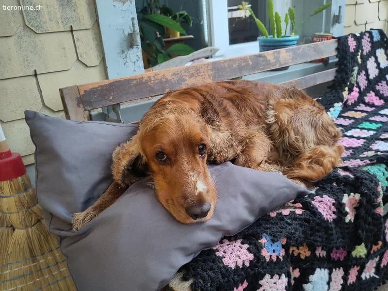 Toby sucht sein Glück photo 4