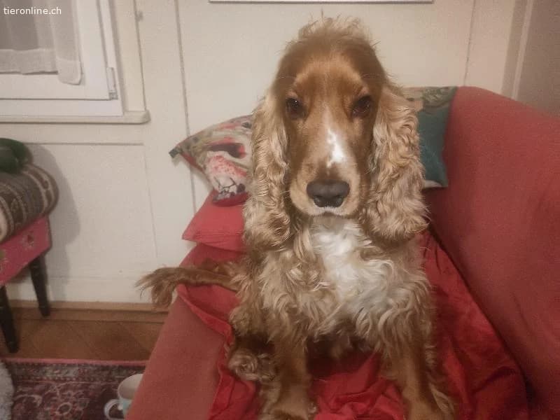 Toby sucht sein Glück photo 5