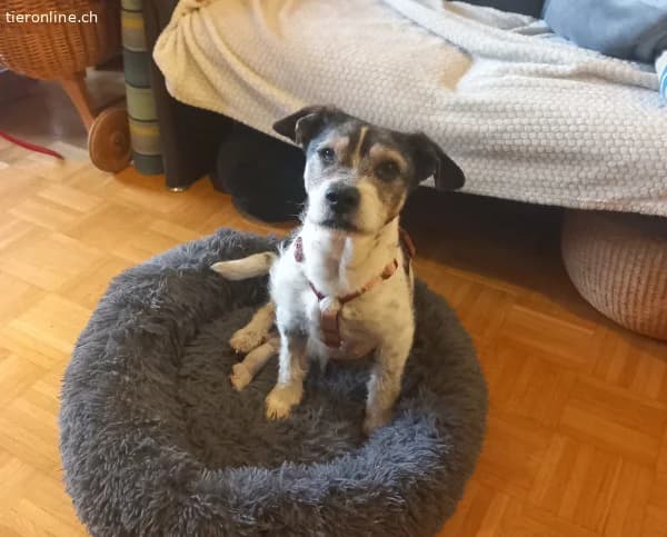 Borbas, tapferer Hundesenior