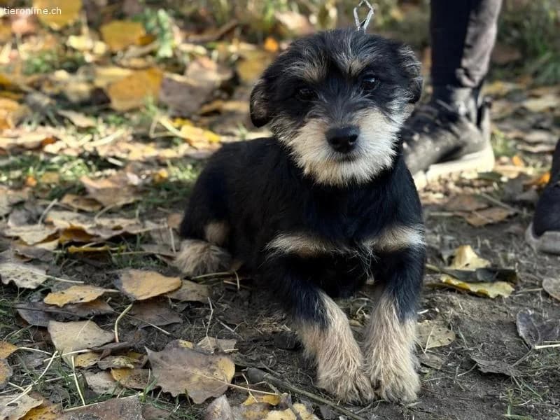 Texton, verspielter, agiler und kontaktfreudiger Junghund