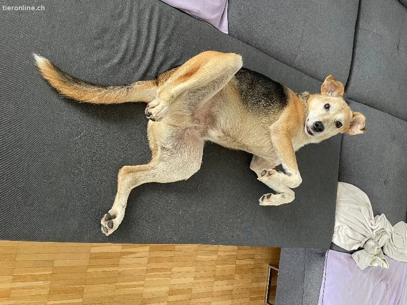 Daxi sucht ein liebevolles Zuhause