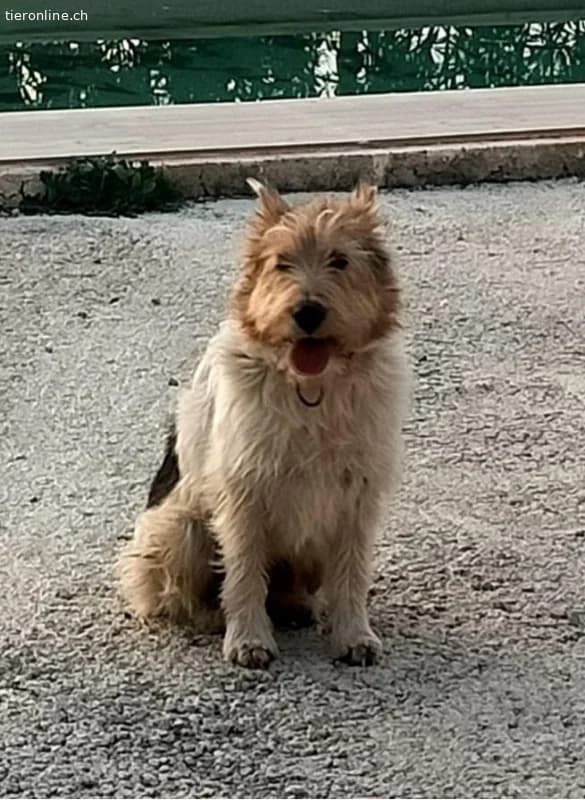 Foxi- fröhlicher kleiner Abenteurer braucht ein Zuhause