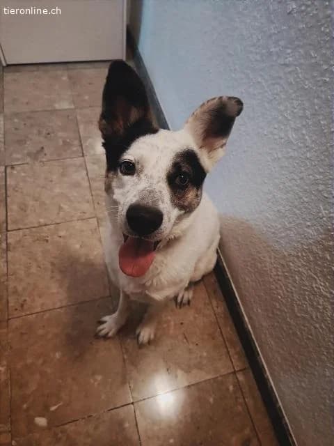 Manolito– vom Familienhund zum Tierheimhund – und nun?