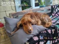 Toby sucht sein Glück