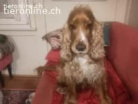 Toby sucht sein Glück photo 2