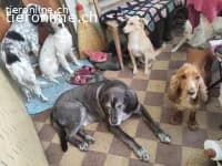 Toby sucht sein Glück photo 3