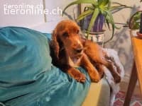 Toby sucht sein Glück photo 4