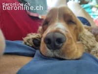 Toby sucht sein Glück photo 5