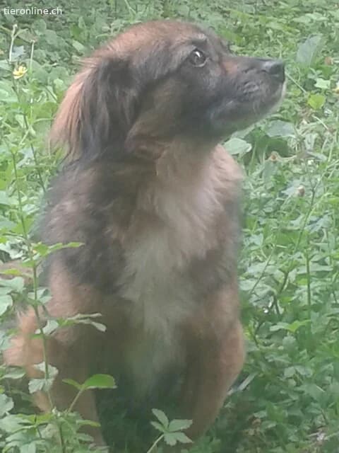 Lina Treue Seele auf vier Pfoten reserviert