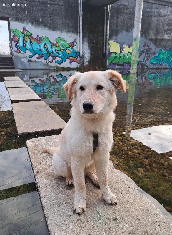 Wir suchen dringen ein liebevolles Zuhause für Snow