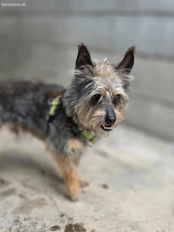 Sheldon– sanfter Senior sucht liebevollen Lebensabend