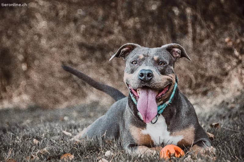 Alea ~ sensible Amstaff-Hündin