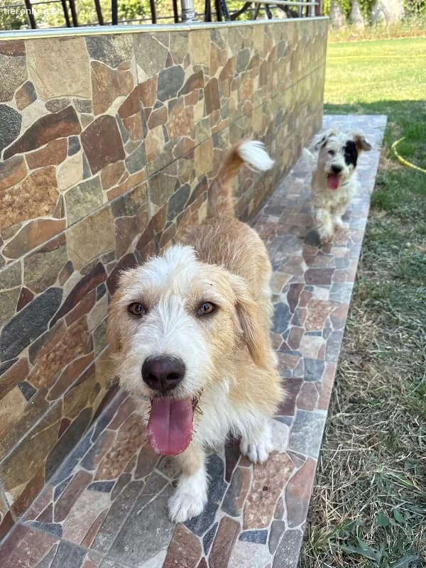 Bailey sucht sein für immer Zuhause