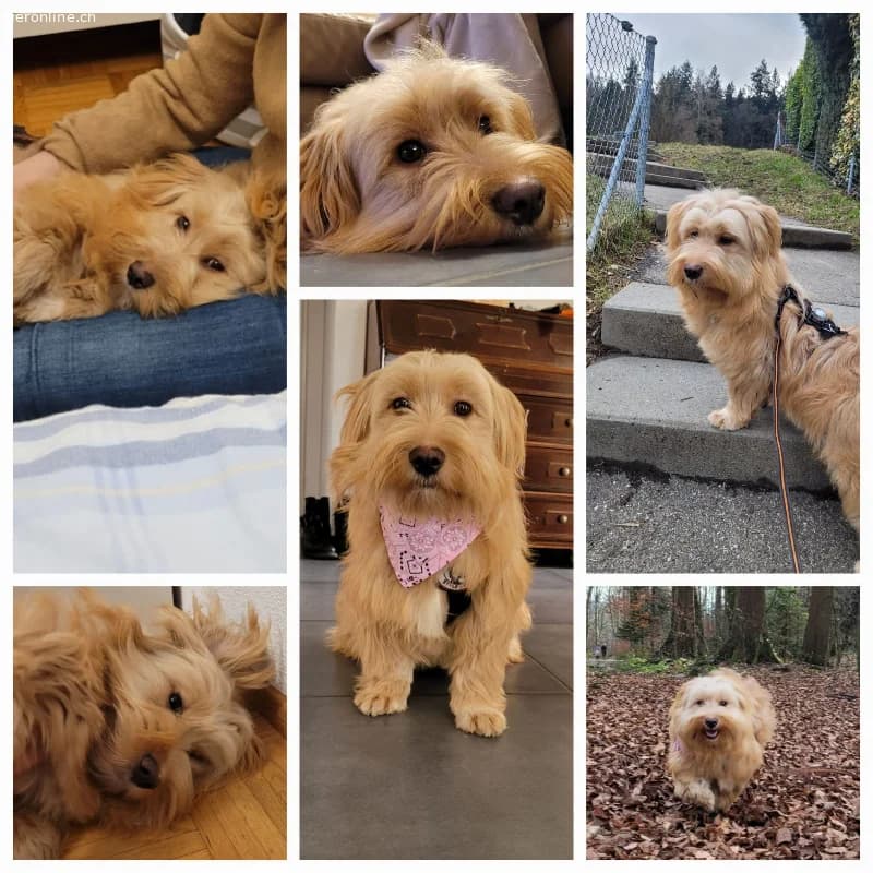 Wachsam & sensibel - nur für Hundeprofis