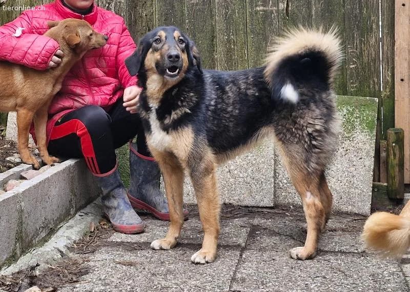 Chara sucht ein liebevolles Zuhause