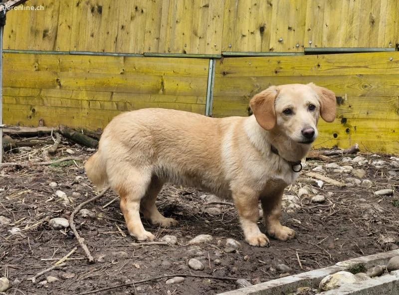 Bimbo sucht ein liebevolles Zuhause