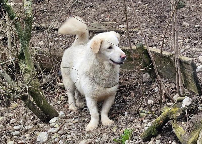 Bambo sucht ein liebevolles Zuhause