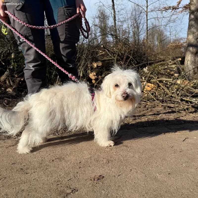 Luna, aktive Seniorenhündin