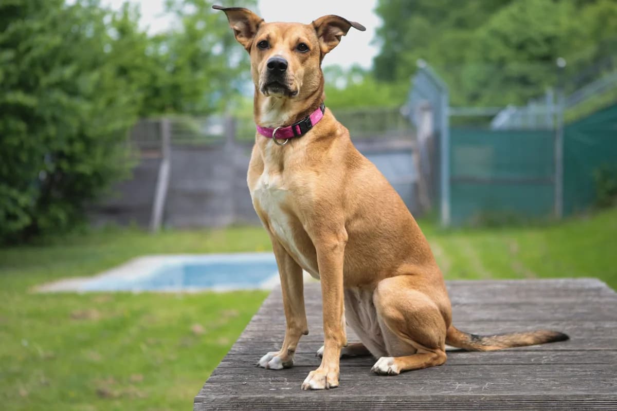 Piper, female 5yo Mixed Breed for adoption at Zürcher Tierschutz, Zürich
