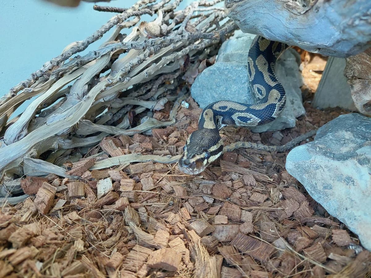 William Snakespeare, male German Shorthaired Pointer for adoption at Zürcher Tierschutz, Zürich