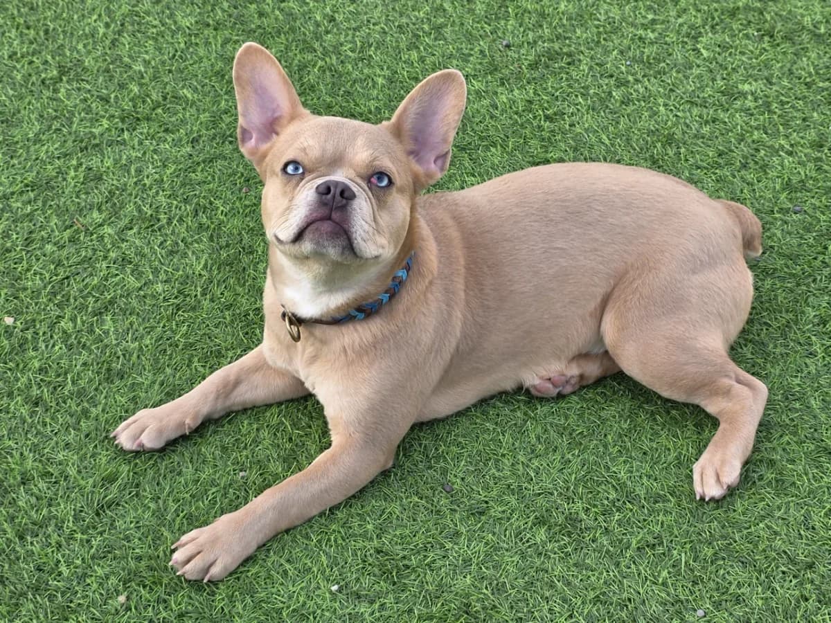 Alaya, female French Bulldog for adoption at A3-Tierferienplatz