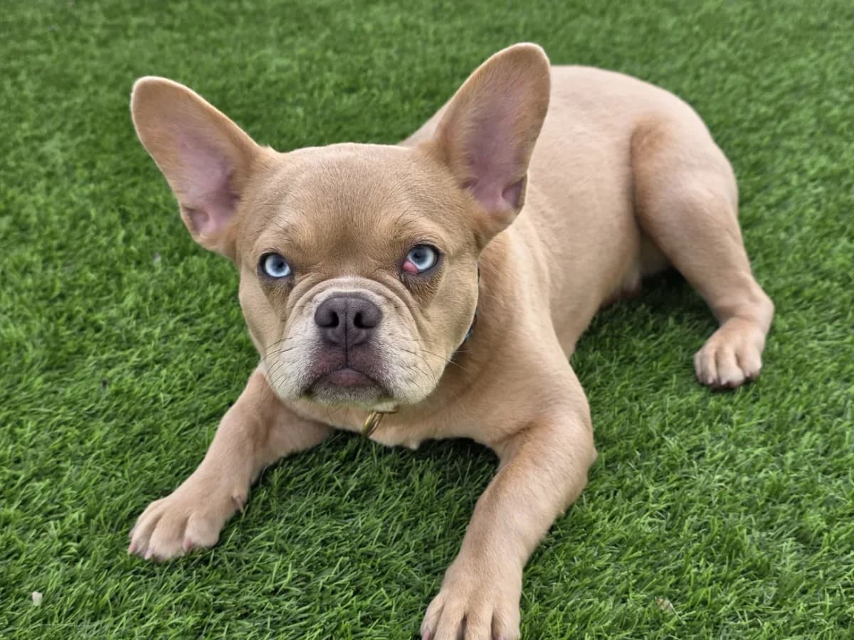 Alaya, female French Bulldog for adoption at A3-Tierferienplatz — photo 2 of 3