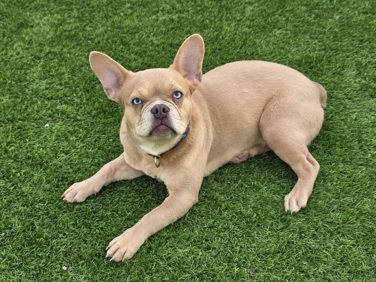 Alaya, female French Bulldog for adoption at A3-Tierferienplatz — photo 3 of 3