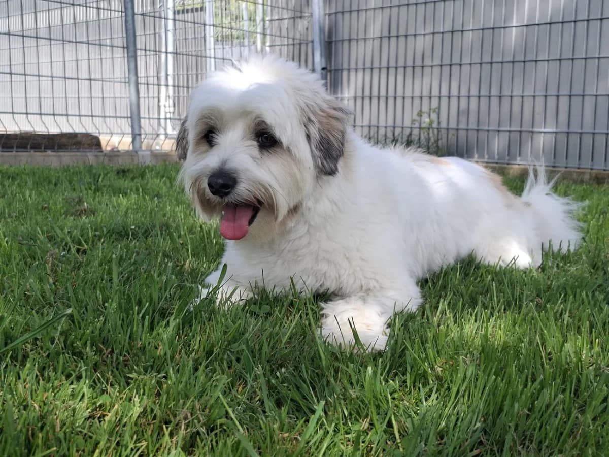 Balu, male Havanese for adoption at A3-Tierferienplatz