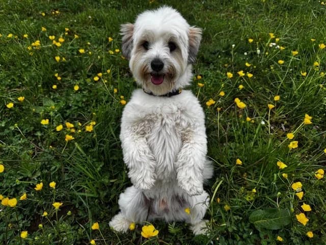 Balu, male Havanese for adoption at A3-Tierferienplatz — photo 2 of 3