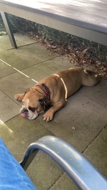 Coco, female English Bulldog for adoption at A3-Tierferienplatz