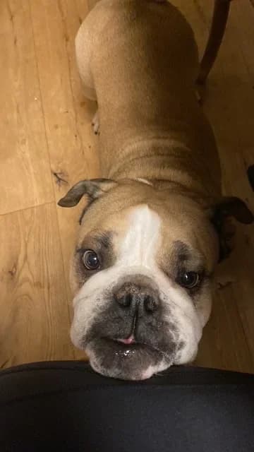 Coco, female English Bulldog for adoption at A3-Tierferienplatz — photo 2 of 6