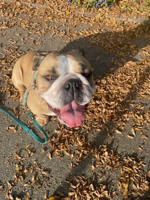 Coco, female English Bulldog for adoption at A3-Tierferienplatz — photo 3 of 6