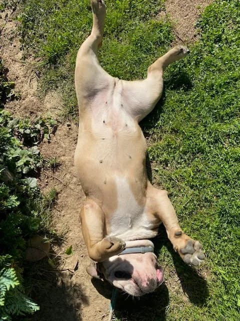 Coco, female English Bulldog for adoption at A3-Tierferienplatz — photo 4 of 6