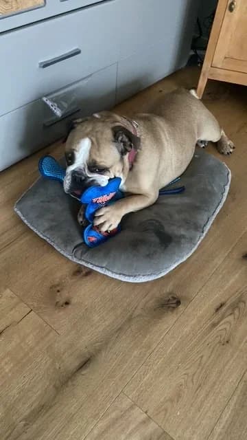 Coco, female English Bulldog for adoption at A3-Tierferienplatz — photo 6 of 6