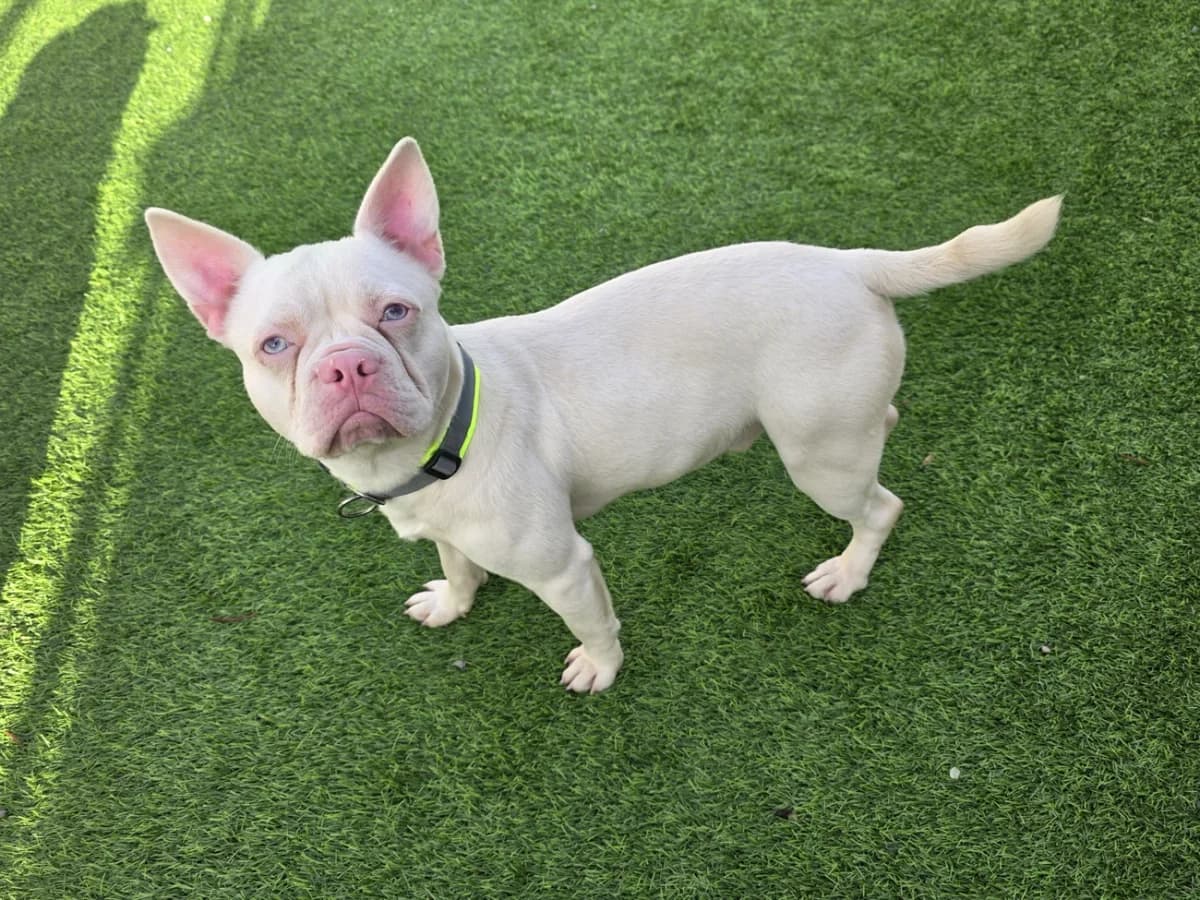 Dark, male young English Bulldog for adoption at A3-Tierferienplatz