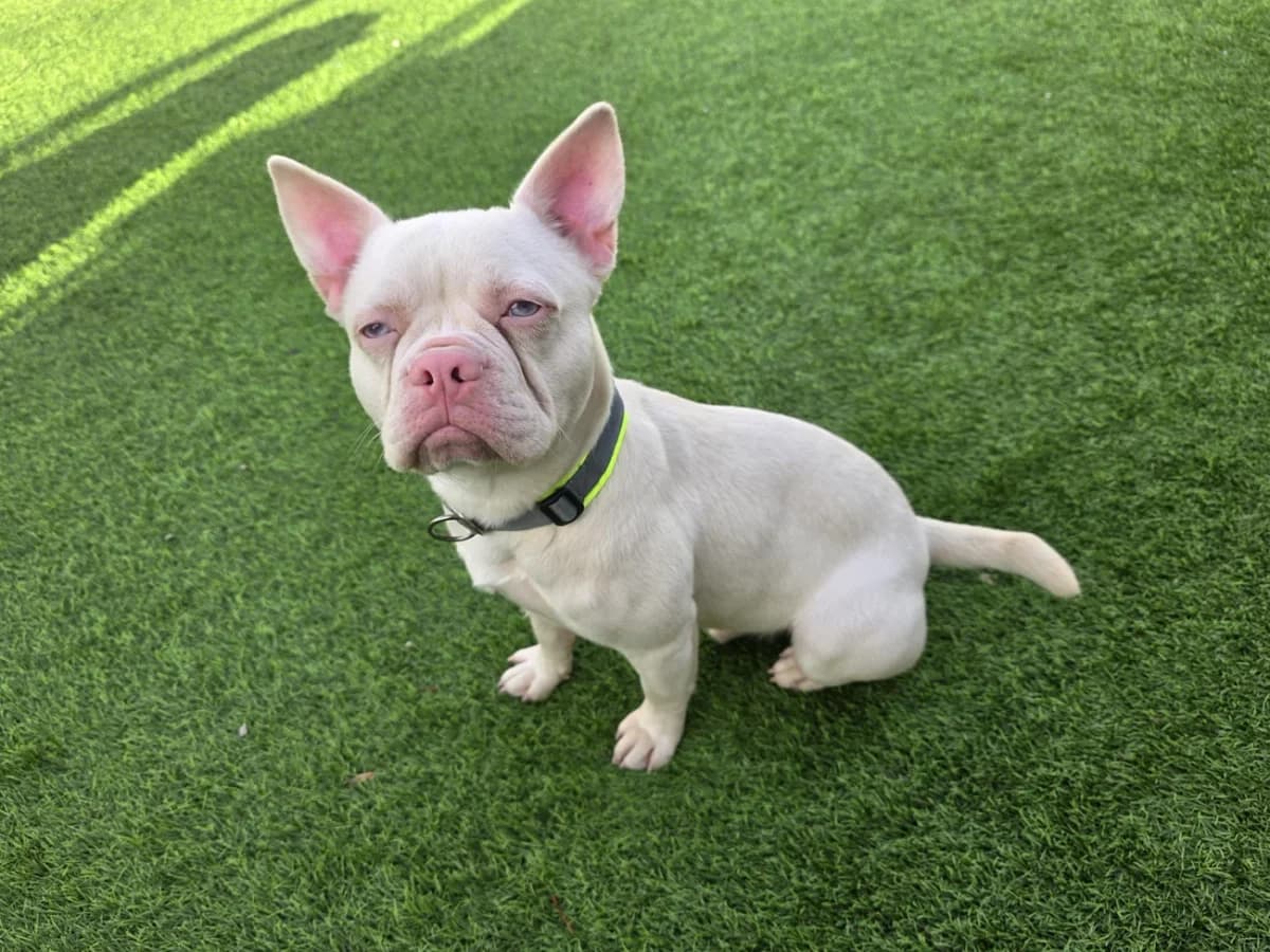 Cypher, male French Bulldog for adoption at A3-Tierferienplatz — photo 2 of 3