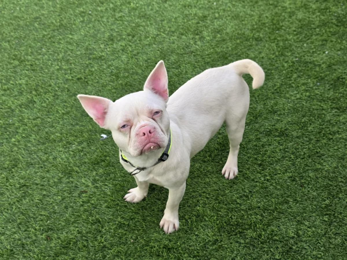 Cypher, male French Bulldog for adoption at A3-Tierferienplatz — photo 3 of 3