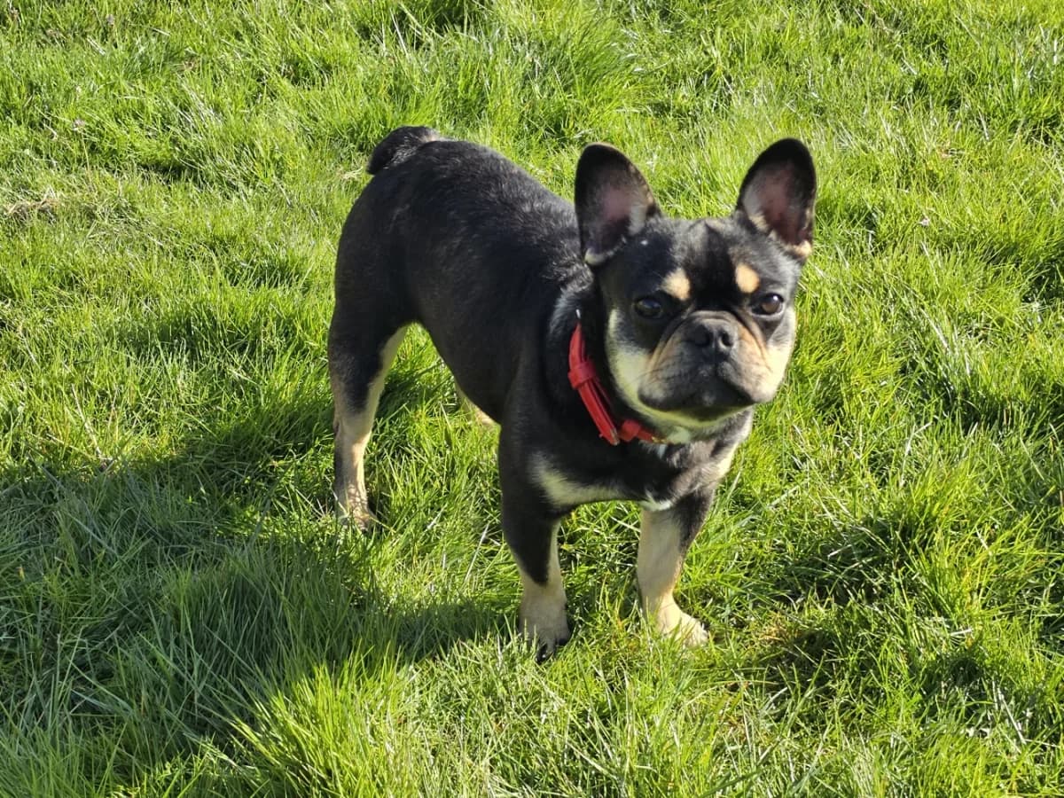 Dark, male French Bulldog for adoption at A3-Tierferienplatz