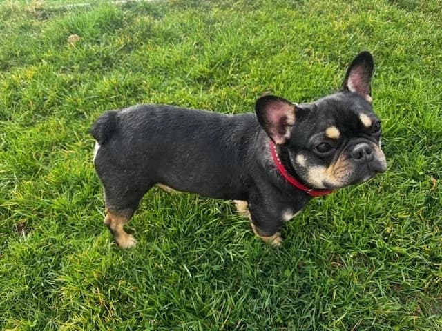 Dark, male French Bulldog for adoption at A3-Tierferienplatz — photo 2 of 4