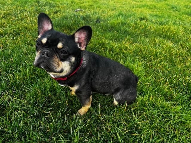 Dark, male French Bulldog for adoption at A3-Tierferienplatz — photo 3 of 4