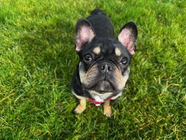 Dark, male French Bulldog for adoption at A3-Tierferienplatz — photo 4 of 4