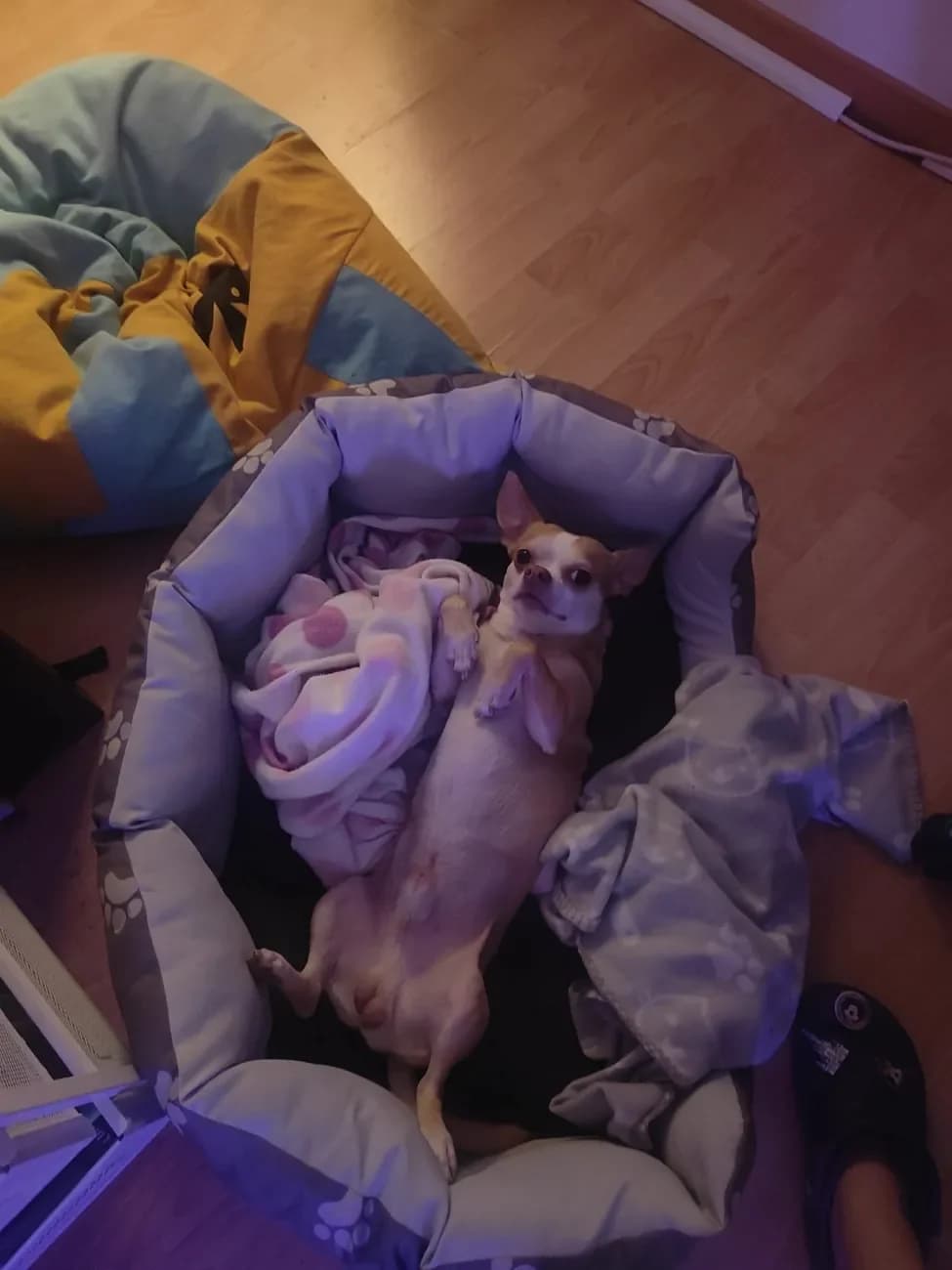 Doggy, male Chihuahua for adoption at A3-Tierferienplatz