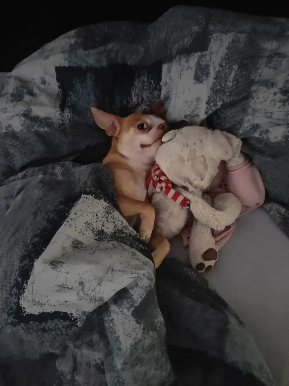 Doggy, male Chihuahua for adoption at A3-Tierferienplatz — photo 2 of 6